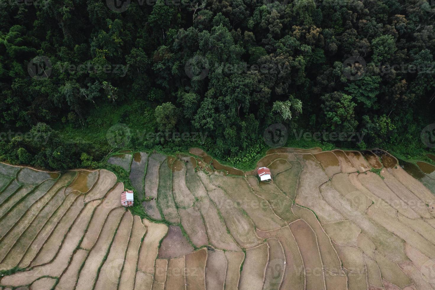 campos de arroz antes de plantar desde arriba foto