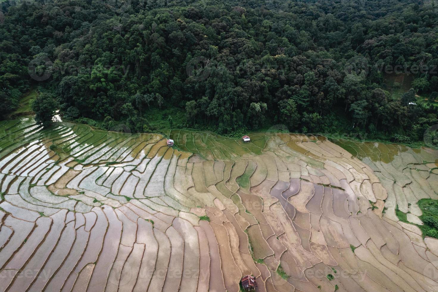 campos de arroz antes de plantar desde arriba foto