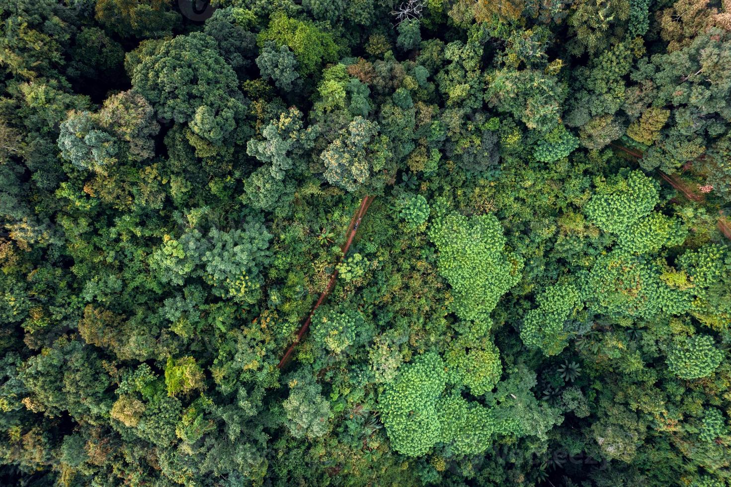 montañas y bosque verde en la noche foto