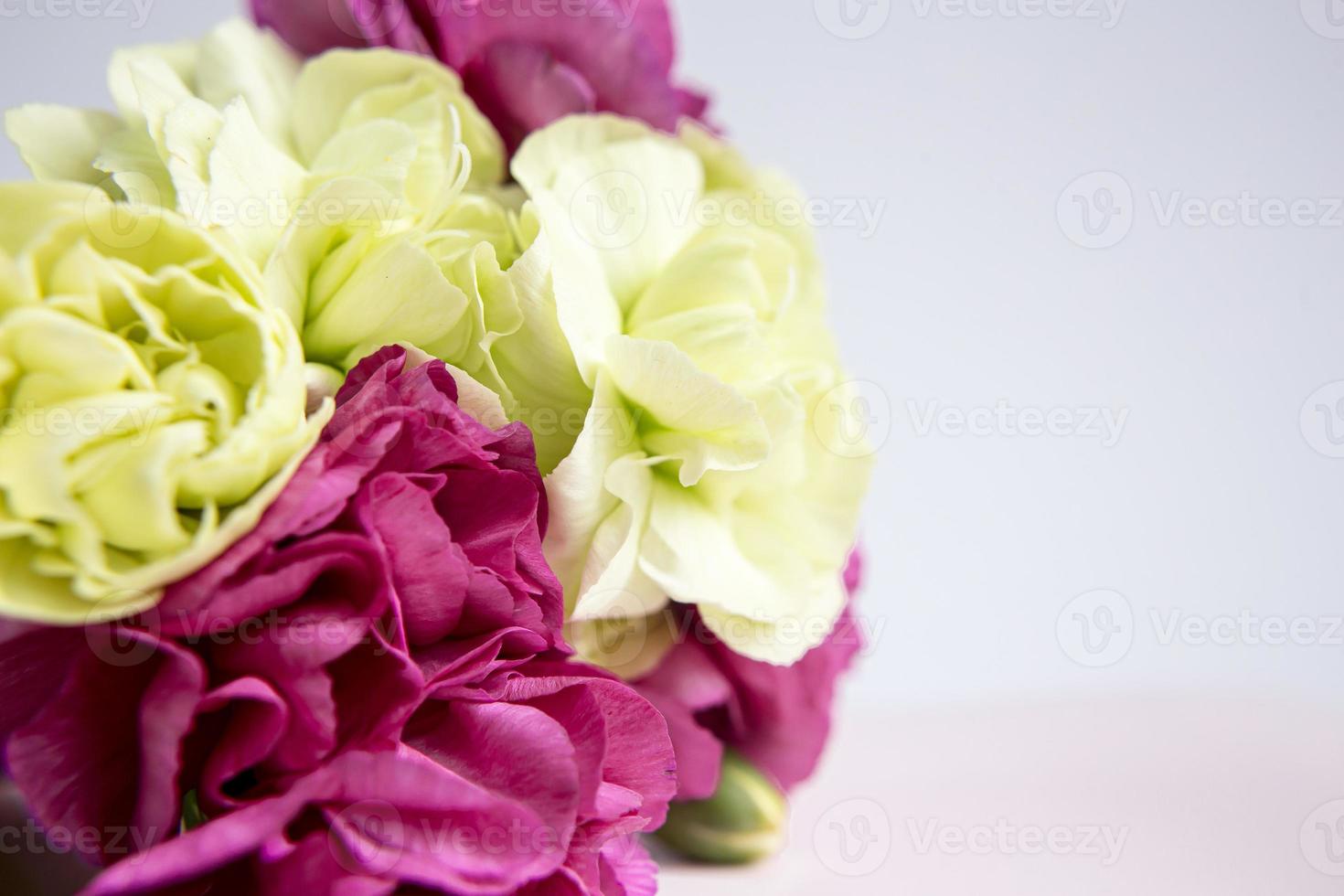 Pink purple and yellow green carnations on a white lilac background. photo