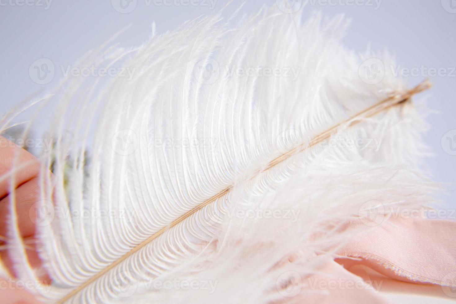 pluma de avestruz blanca sobre fondo rosa. tarjeta de felicitación del día de la madre. foto