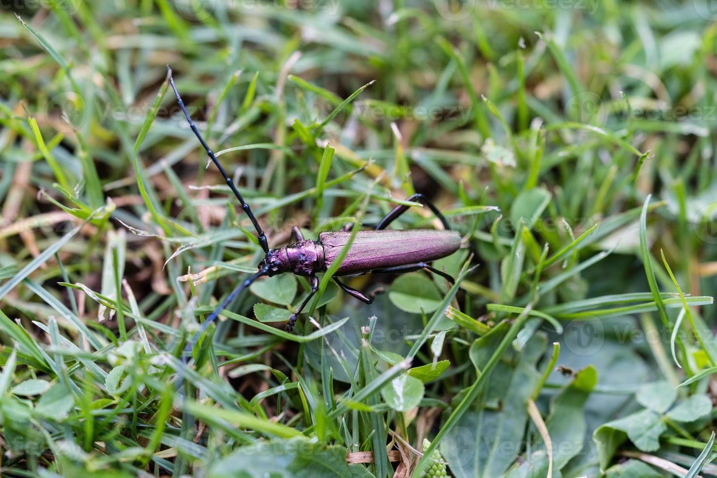 Moschusbock aromia moschata un escarabajo de cuernos largos en el jardín foto