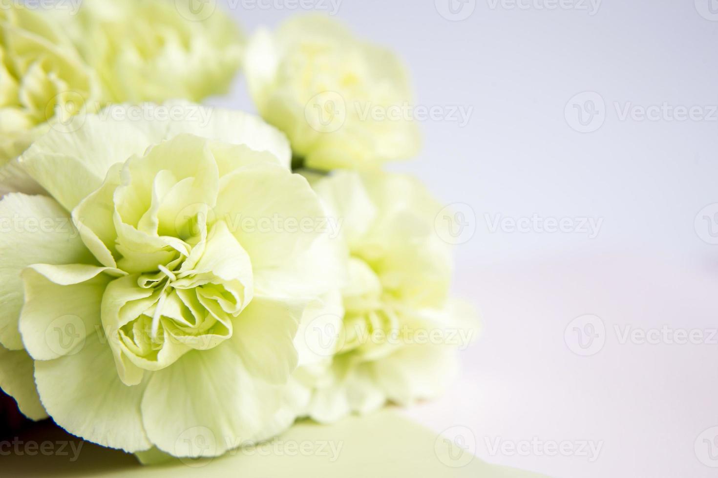 Green yellow carnations on white. Place for text. Greeting card. photo