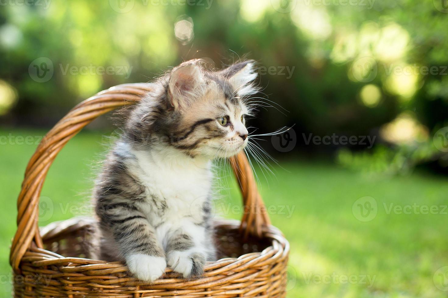 a kitten in a basket on the grass, in summer photo