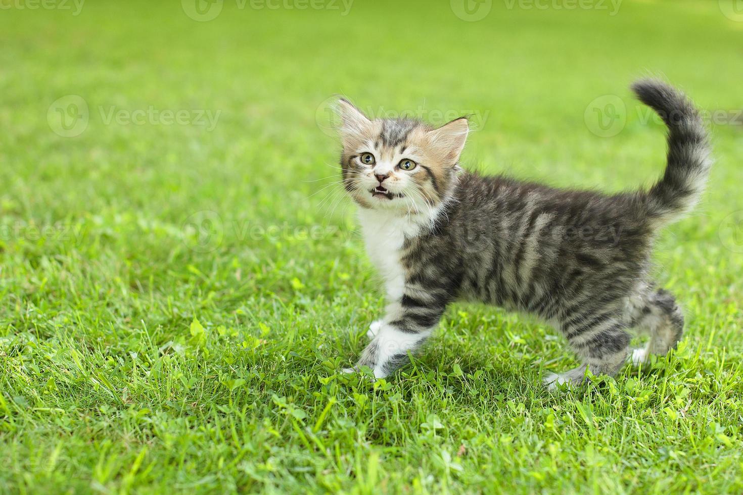 cute kitten on the grass, in summer photo