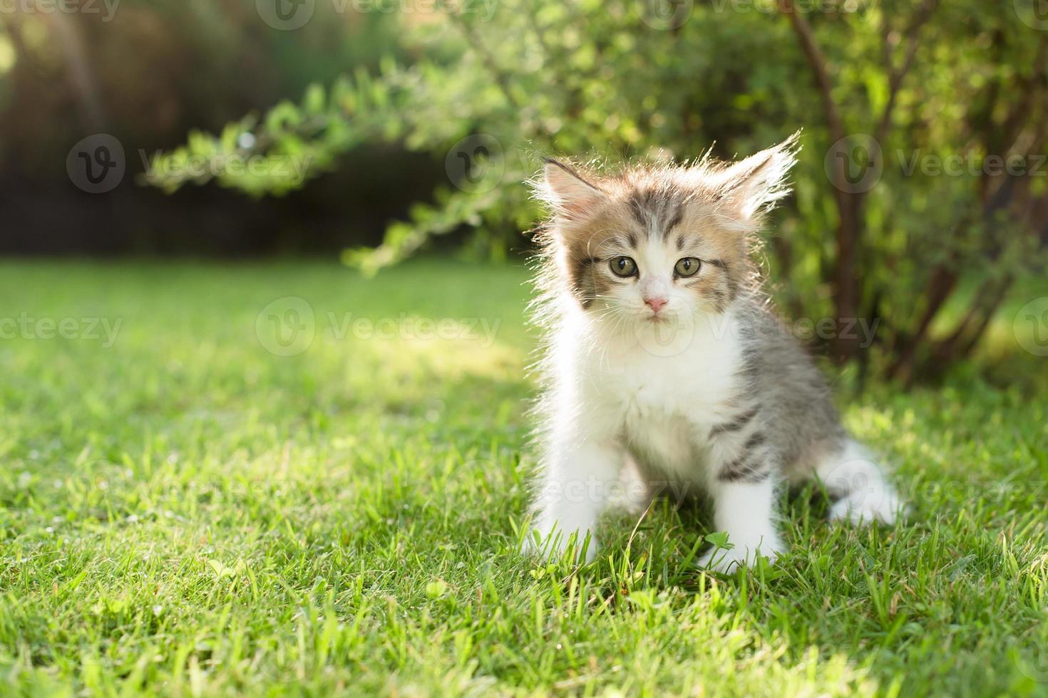 cute kitten on the grass, in summer photo