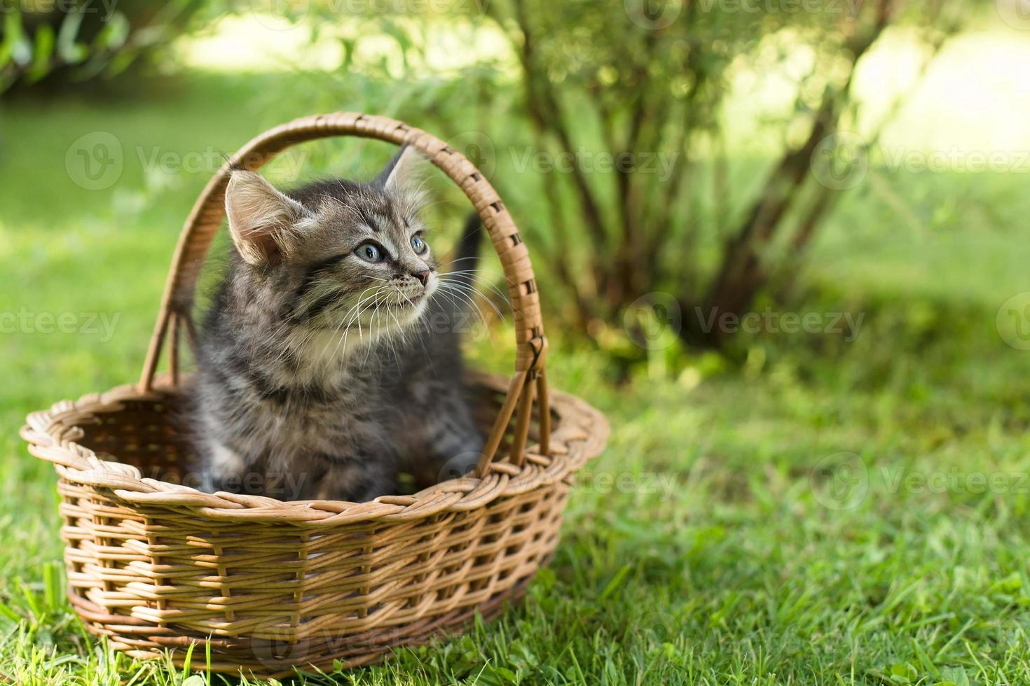 a kitten in a basket on the grass, in summer photo
