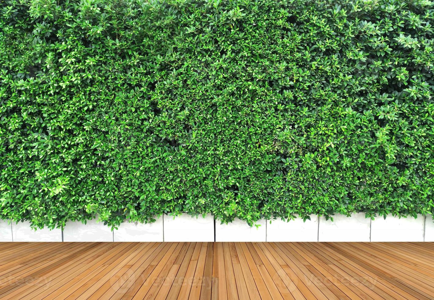 wooden floor and vertical garden with tropical green leaf photo