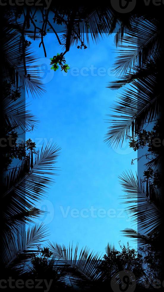 silhouette tropical tree and empty space. photo