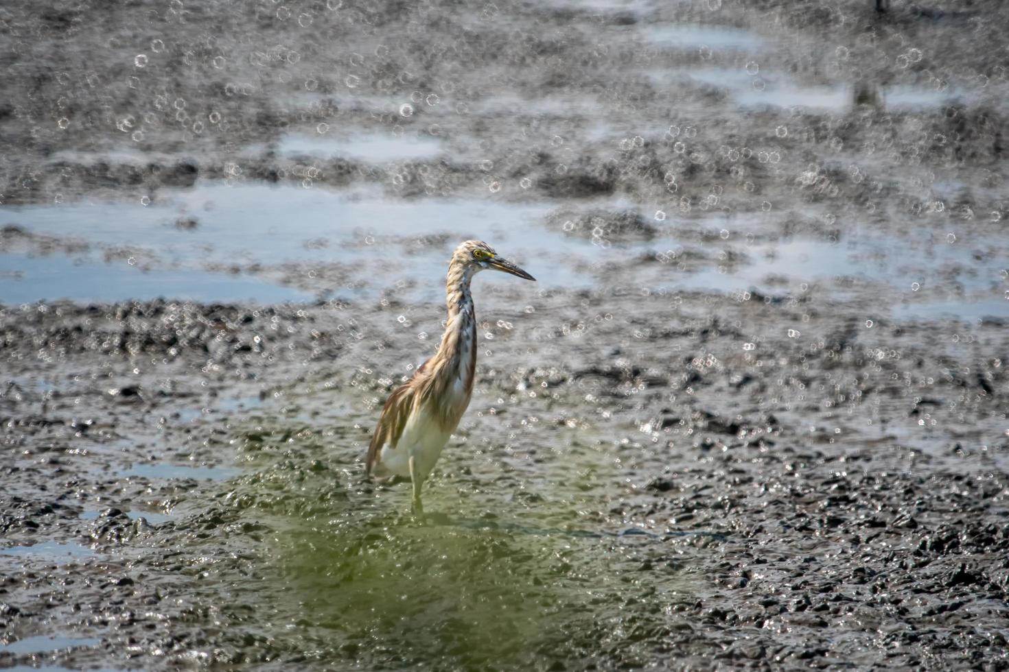 The Chinese Pond Heron bird Brown Looking for food on the wetlands photo