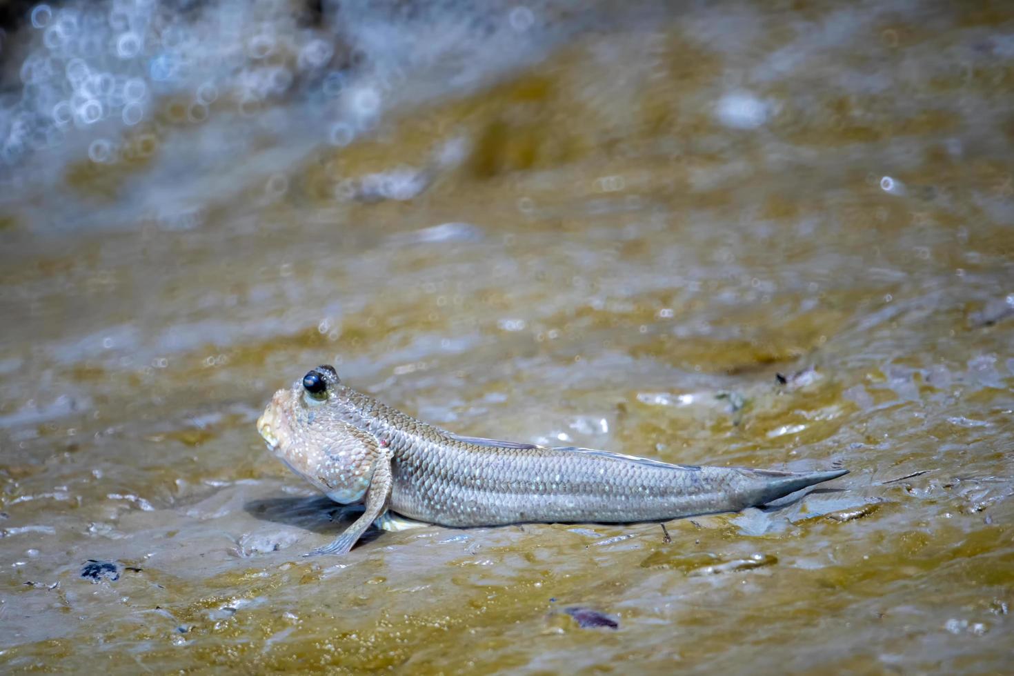 Periophthalmus or Boleophthalmus boddart are living on the wetlands photo