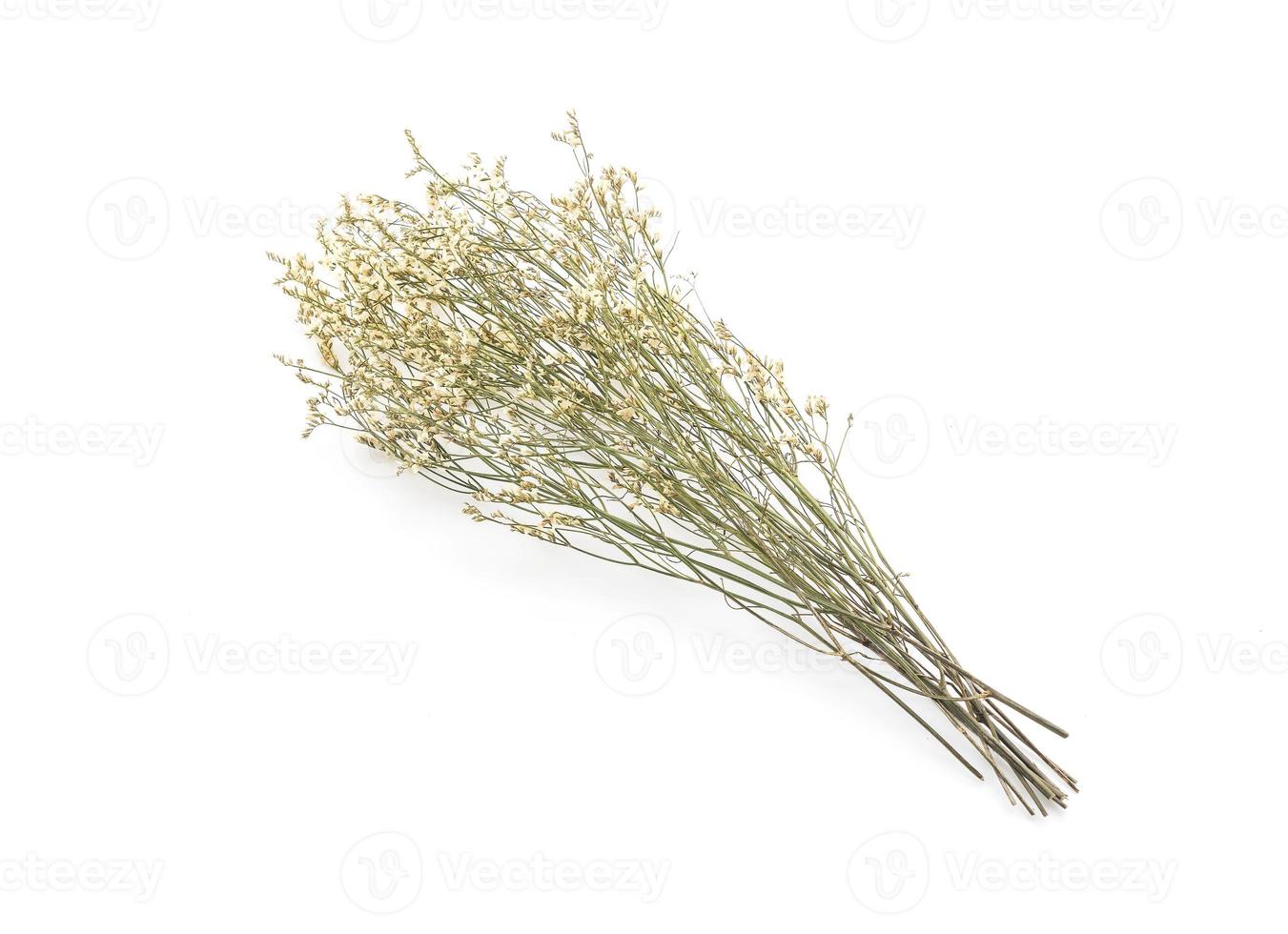 Dried Caspia Flowers photo
