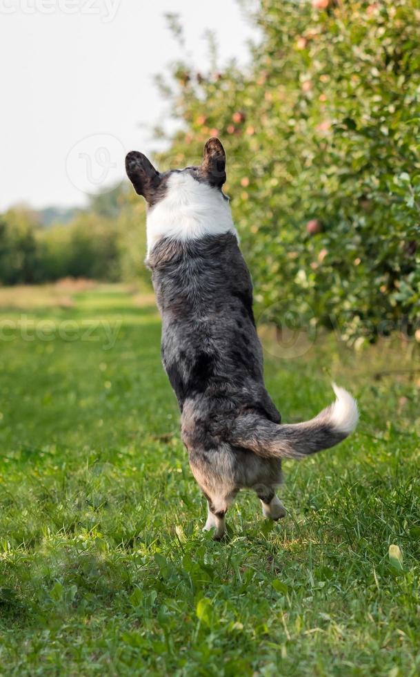 Corgi dog jumping outdoors in apple orchard photo