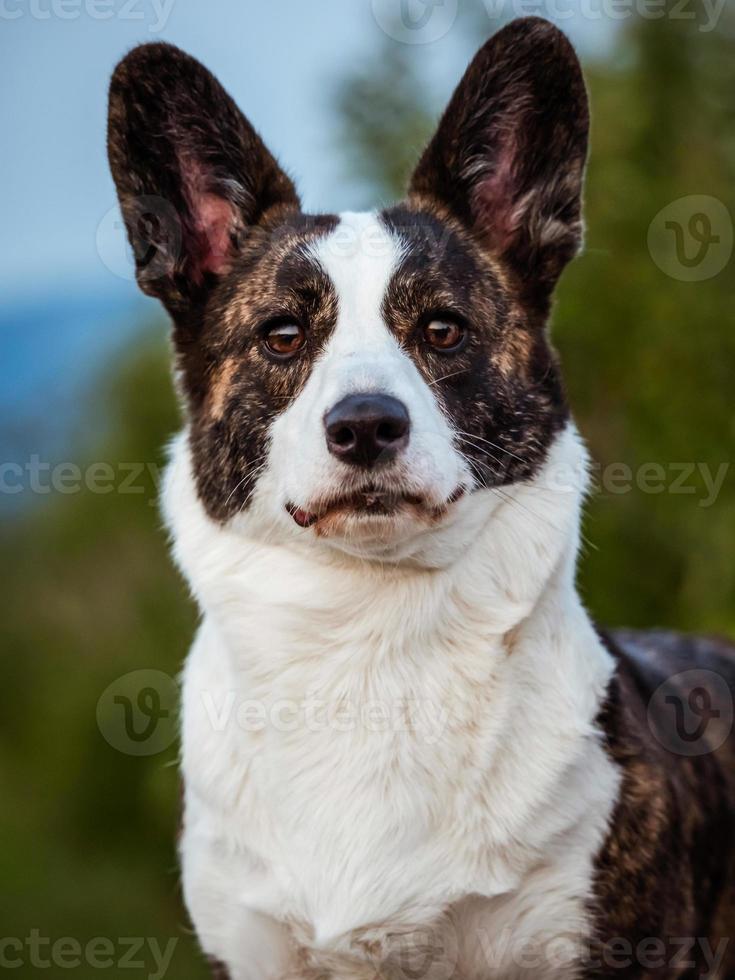 Brown Corgi Dog Shows Standard Stance And Portrait B Pet Training photo