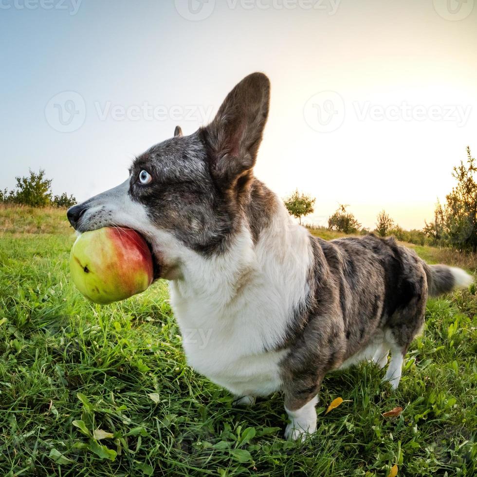 Perro corgi marrón con manzana en la boca foto