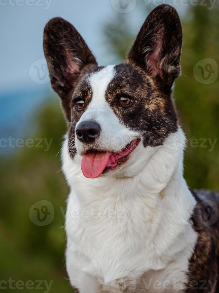 perro corgi marrón foto