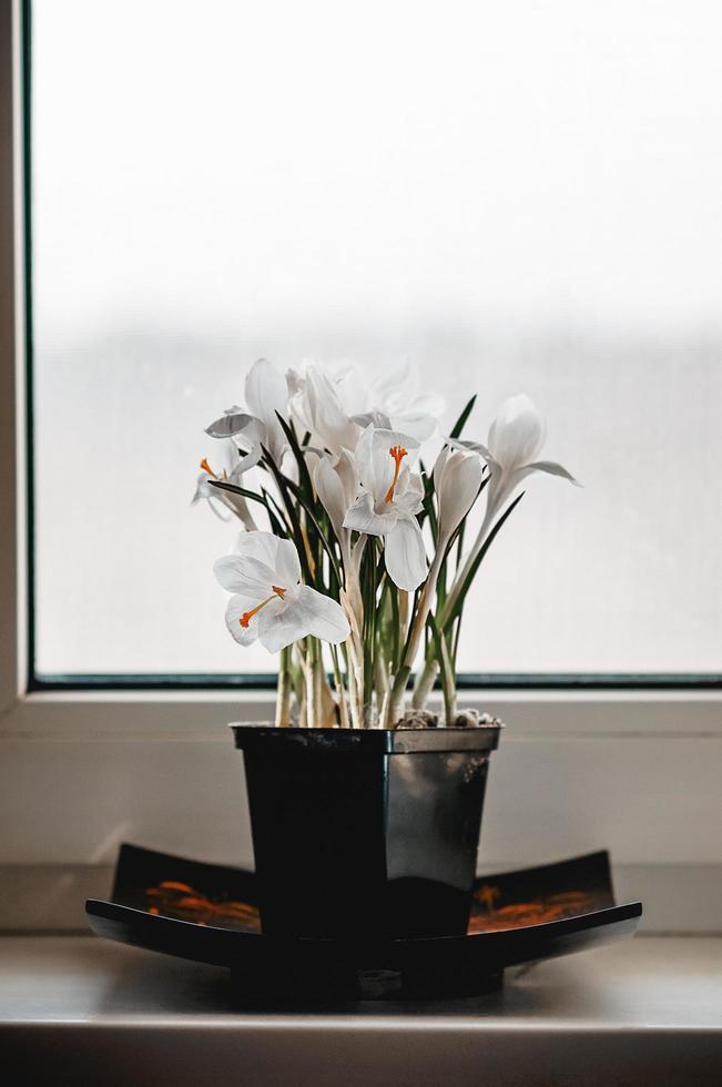 Crocus blanco flores en flor en el alféizar de la ventana foto