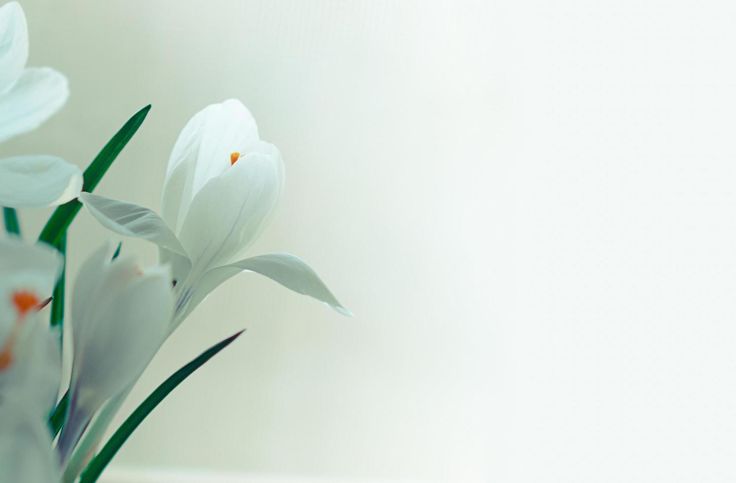 Closeup soft focus view of white crocus flowers in bloom photo