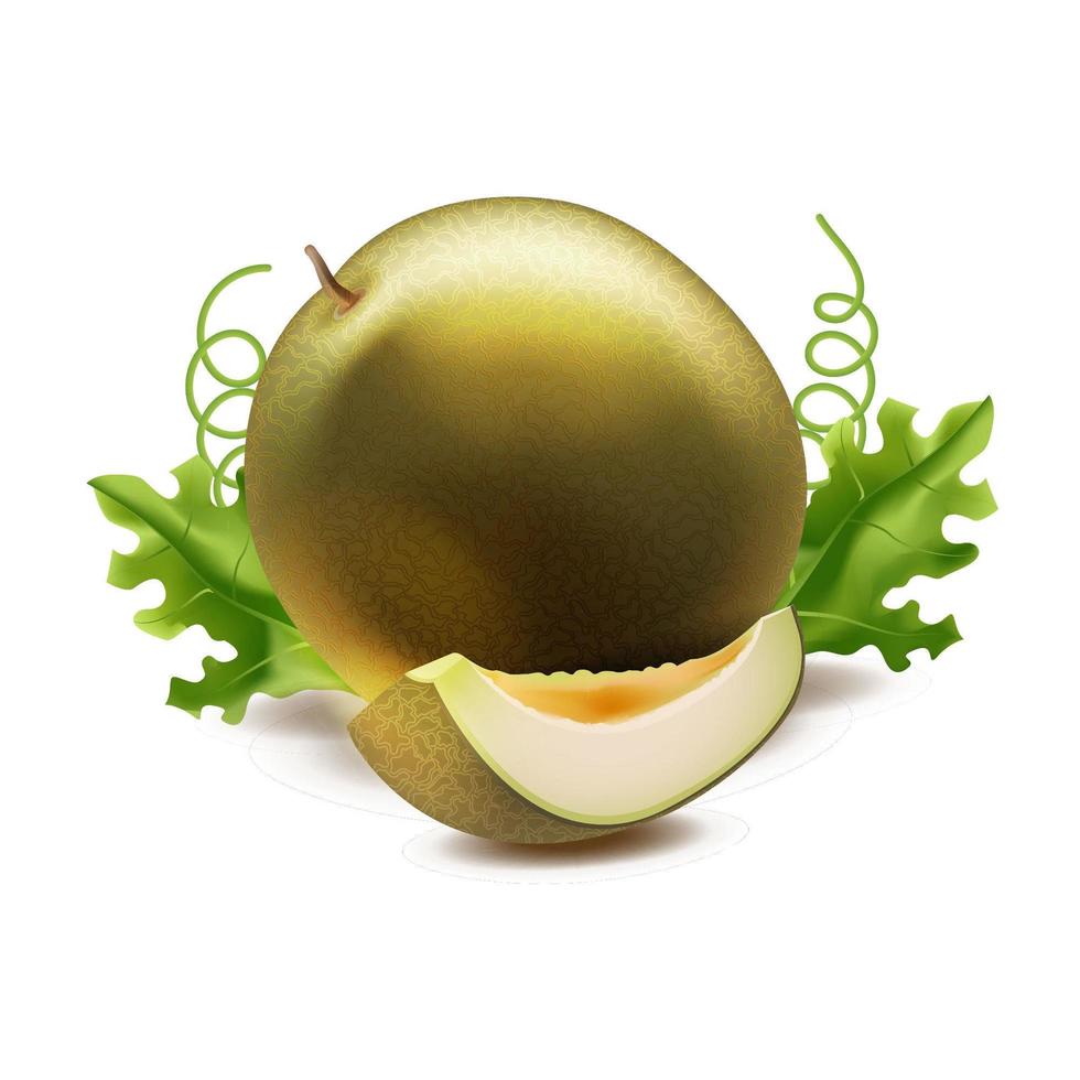 Realistic Melon Fruit vector