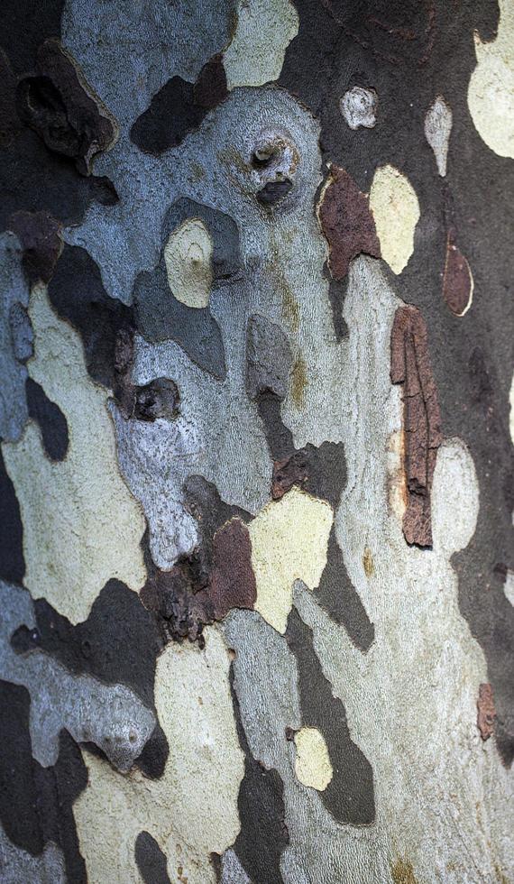 Natural Tree Wood Bark Trunk photo