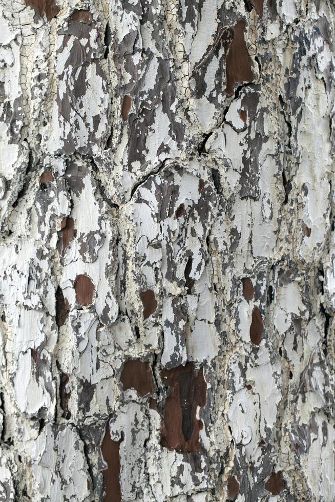 Natural Tree Wood Bark Trunk photo