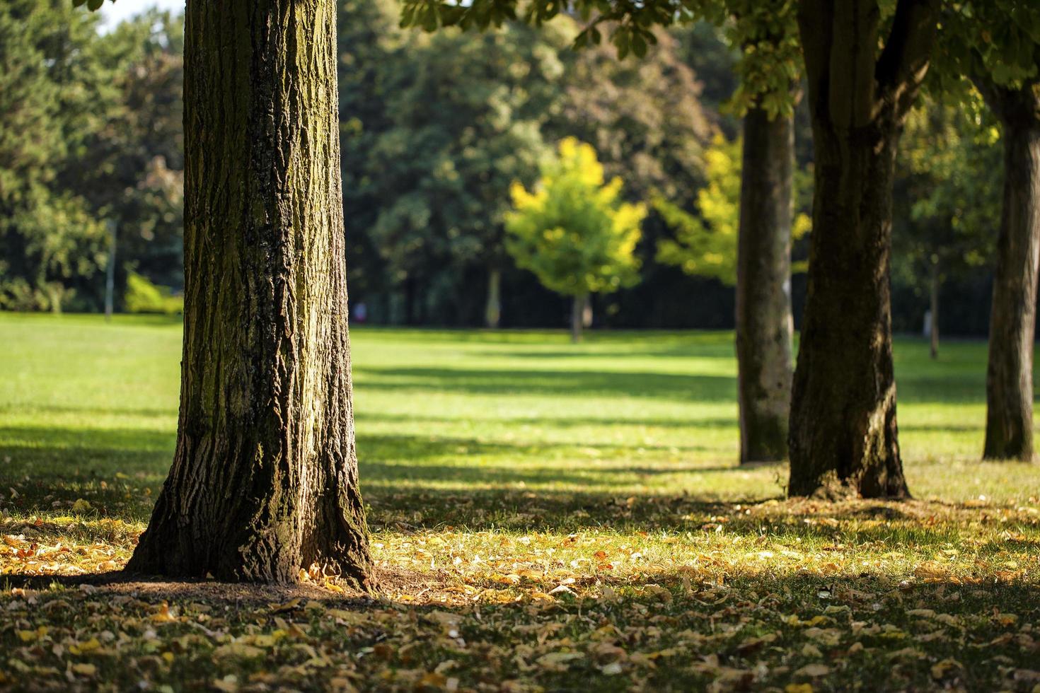 árboles estacionales y carreteras naturaleza verde en el parque foto