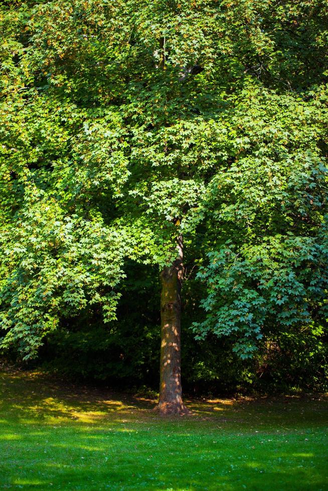 árboles estacionales y carreteras naturaleza verde en el parque foto