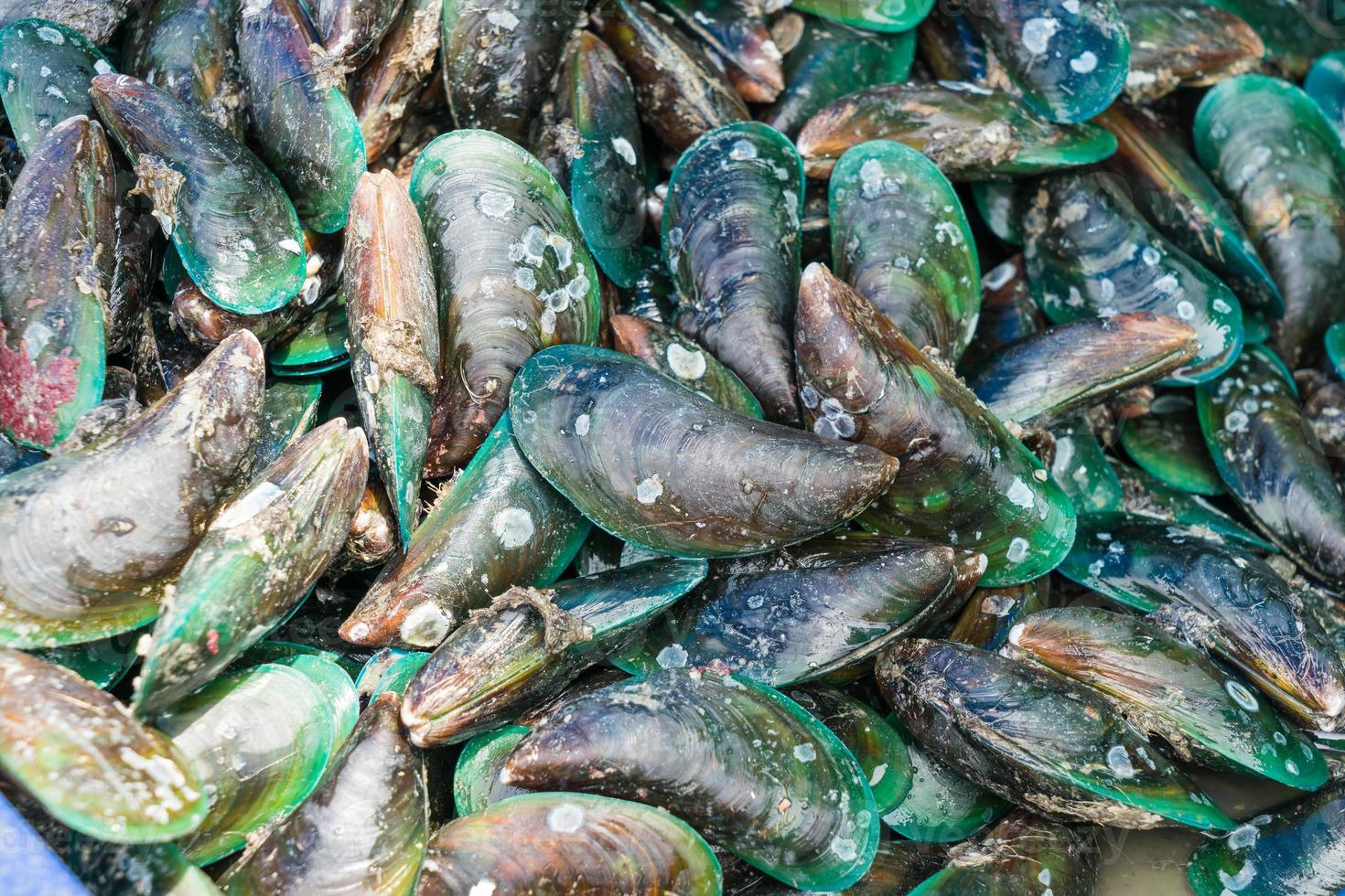 Fresh mussels at the market photo