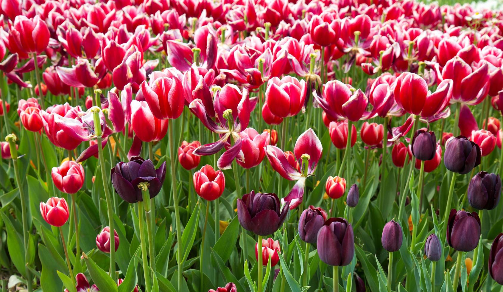 Floral Spring Flower Colorful Tulips photo