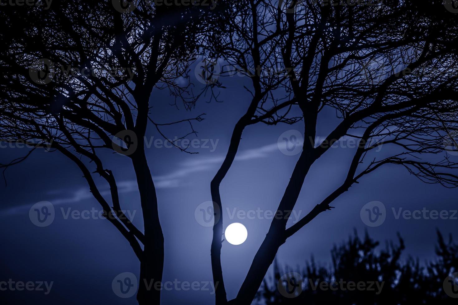 Trees in Nature in Park at Night photo