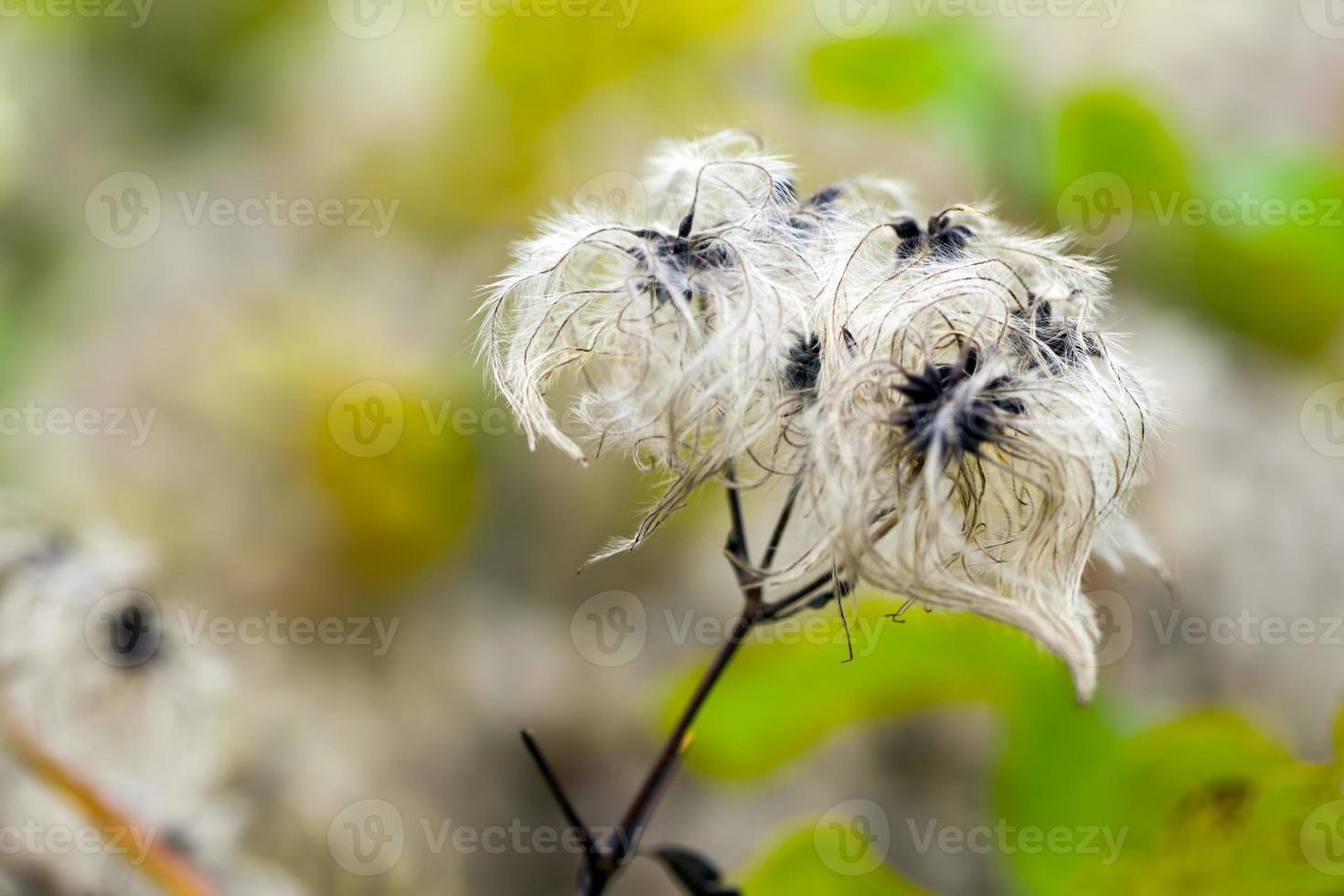 coloridas flores y hojas de flora romántica viva foto