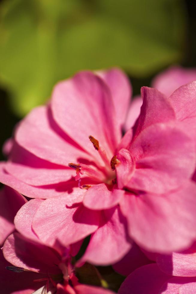 coloridas flores y hojas de flora romántica viva foto