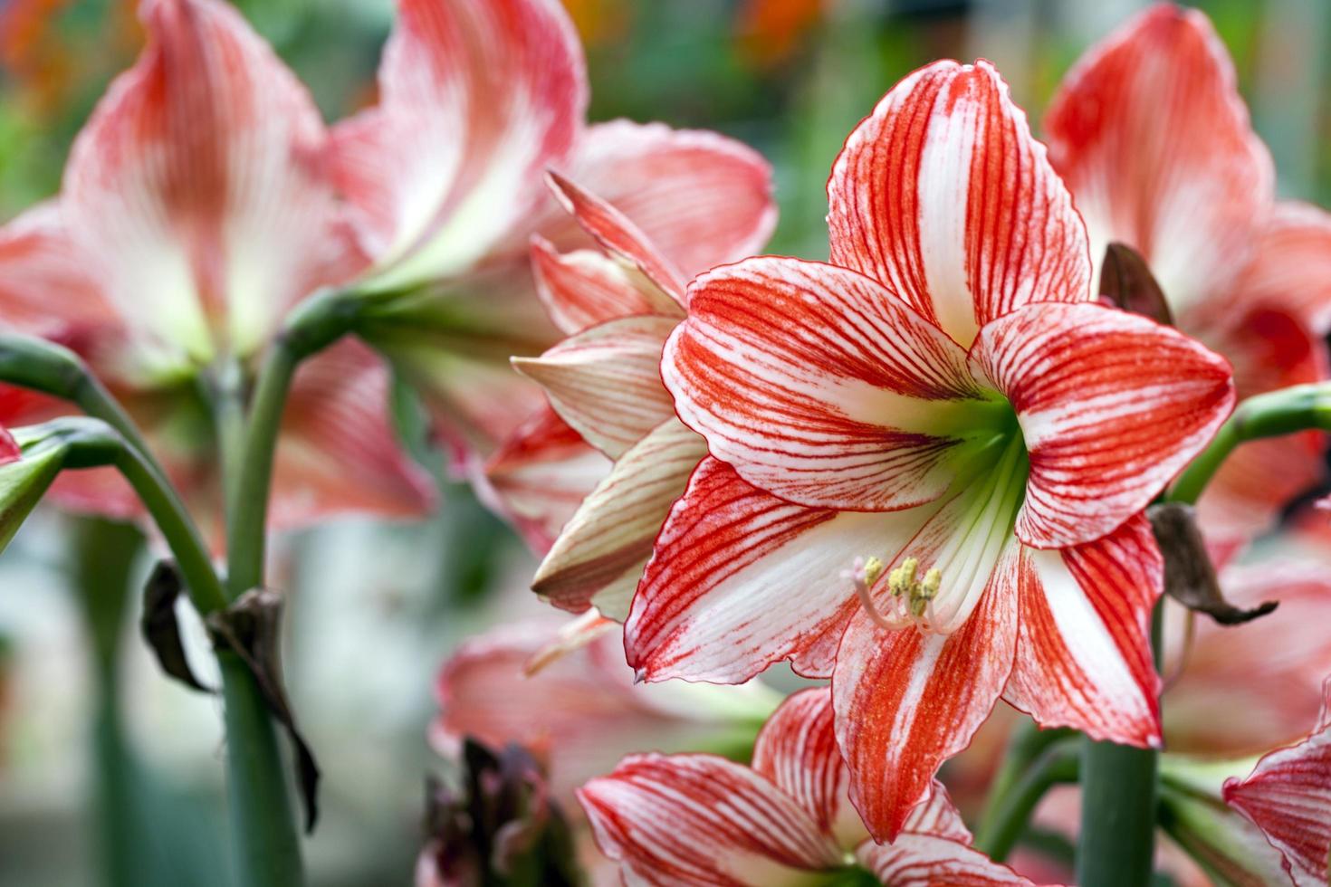 coloridas flores y hojas de flora romántica viva foto