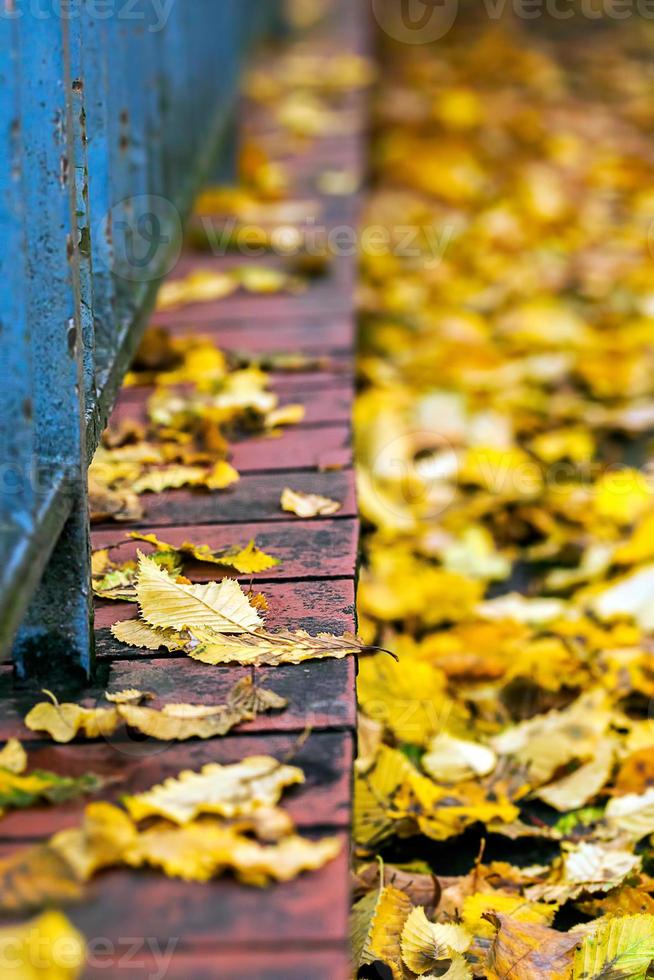 hojas secas de otoño en la naturaleza foto