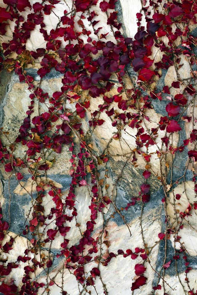 Fondo abstracto de hojas naturales en la pared foto