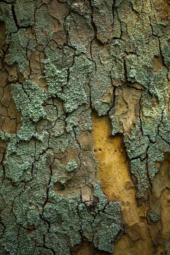 Natural Tree Wood Bark Trunk photo