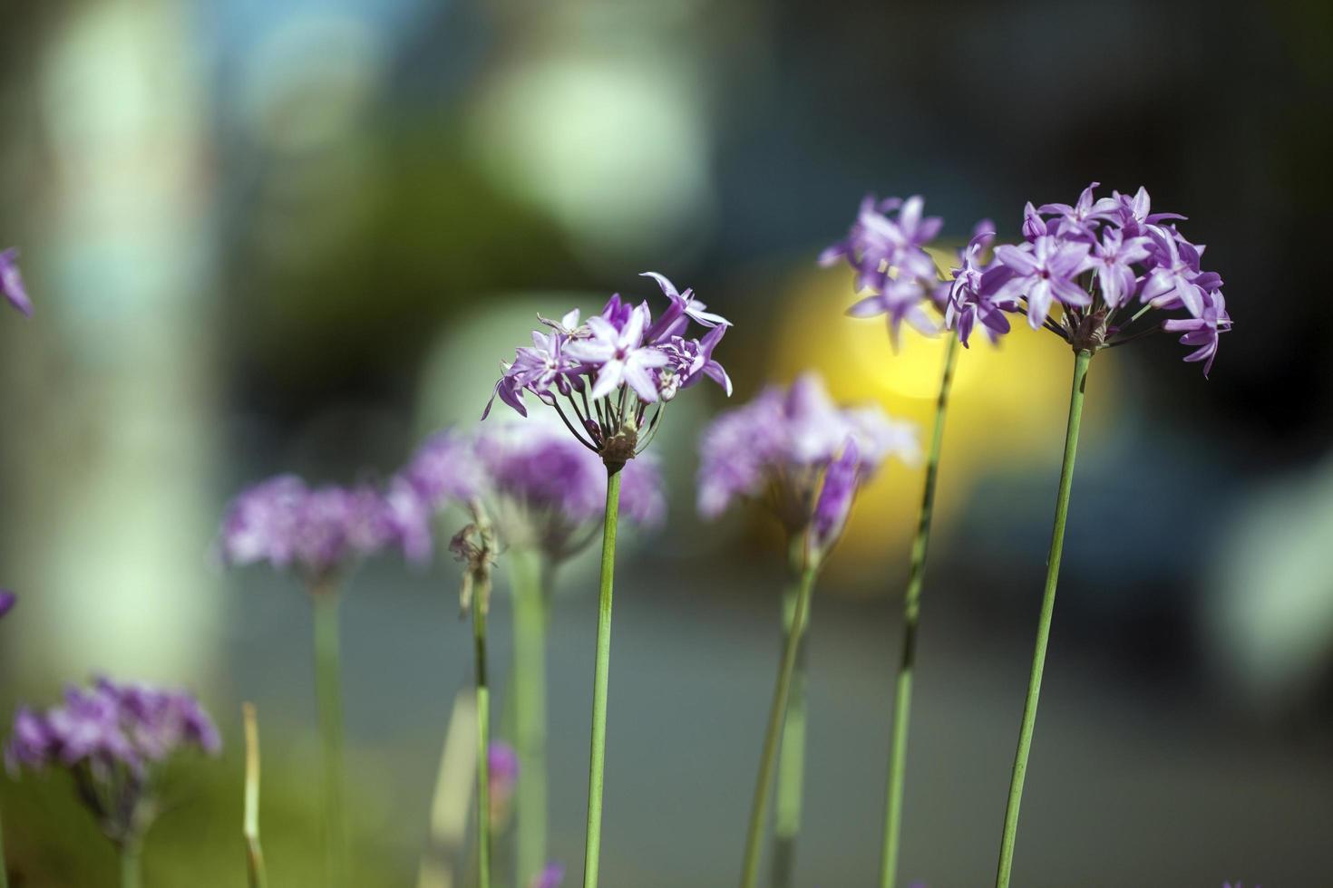 flora natural romantica flores moradas foto