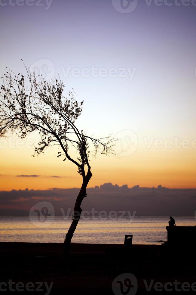 árbol y un hombre solitario cerca de la playa. foto