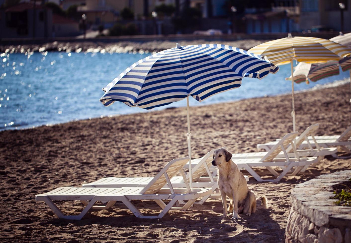 el perro cerca de la playa en el suelo. foto