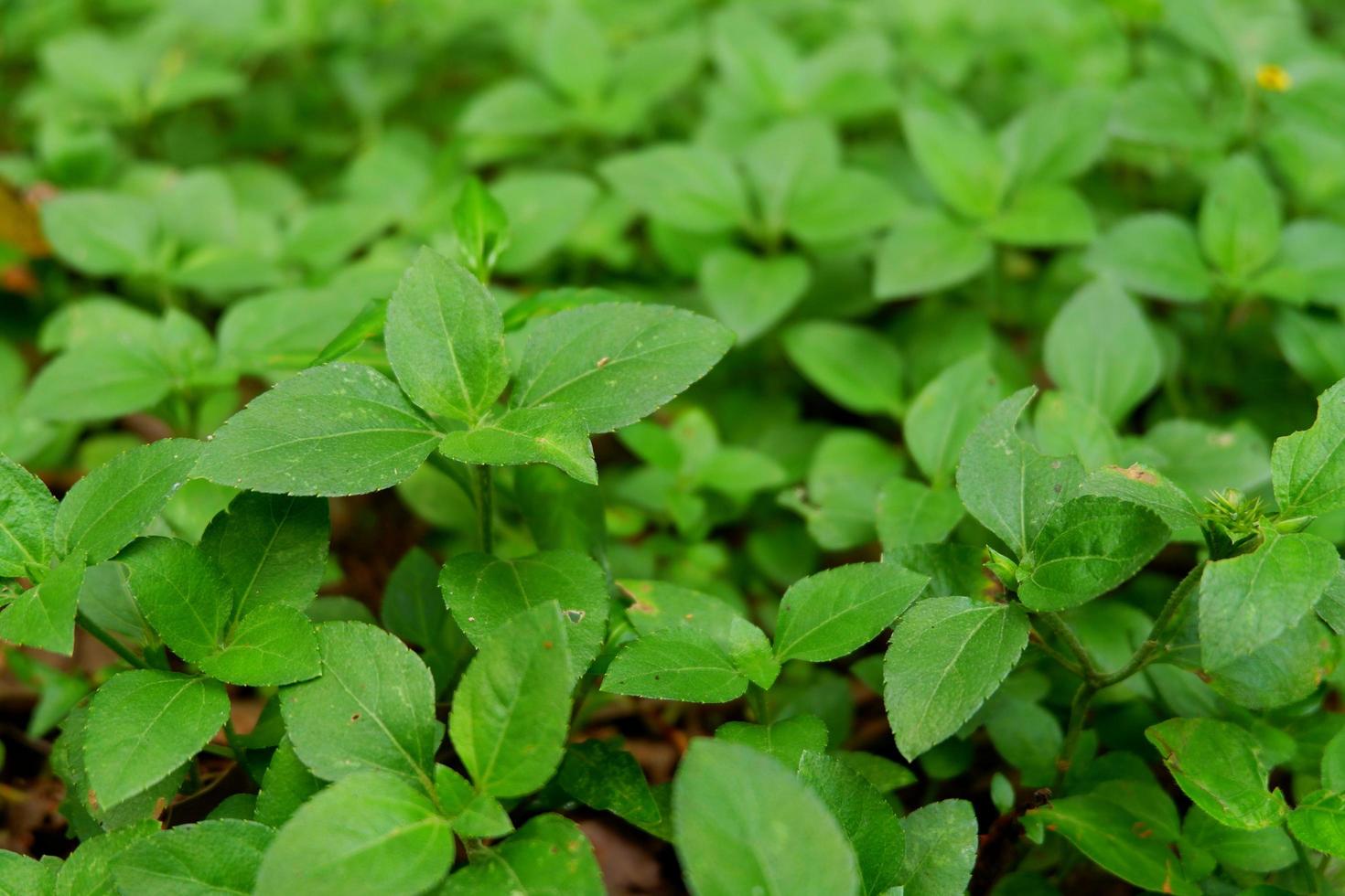 Closeup shot of green leaves growing on a forest floor photo