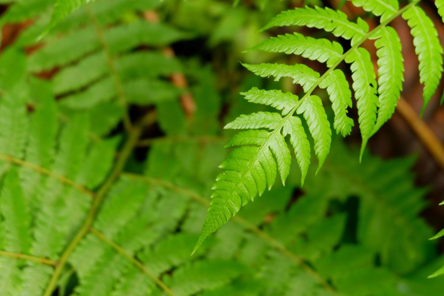 Primer plano de una hoja de helecho verde foto