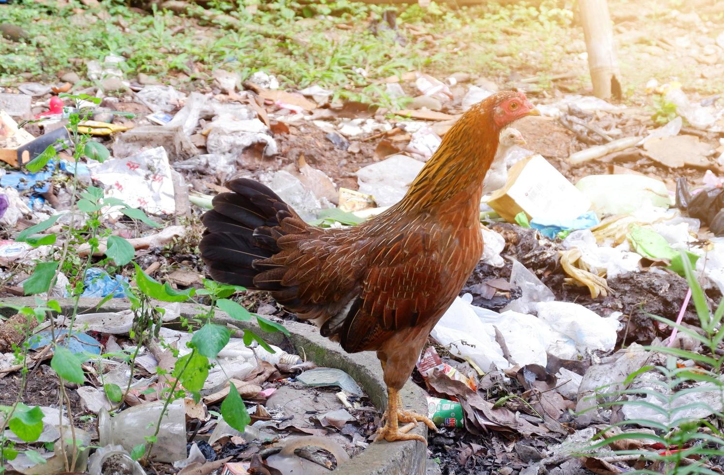 Lonely hen in the area littered with rubbish photo