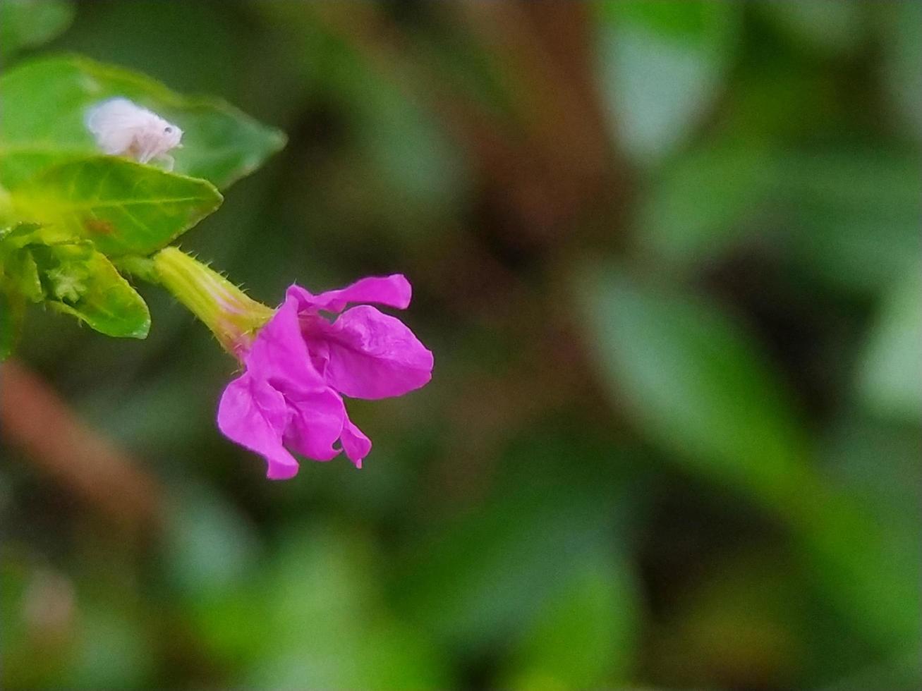 Selective focus shot of pink Lungworts photo