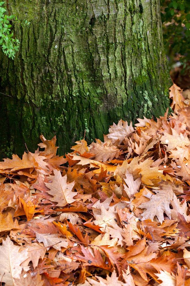 hojas secas de otoño en la naturaleza foto