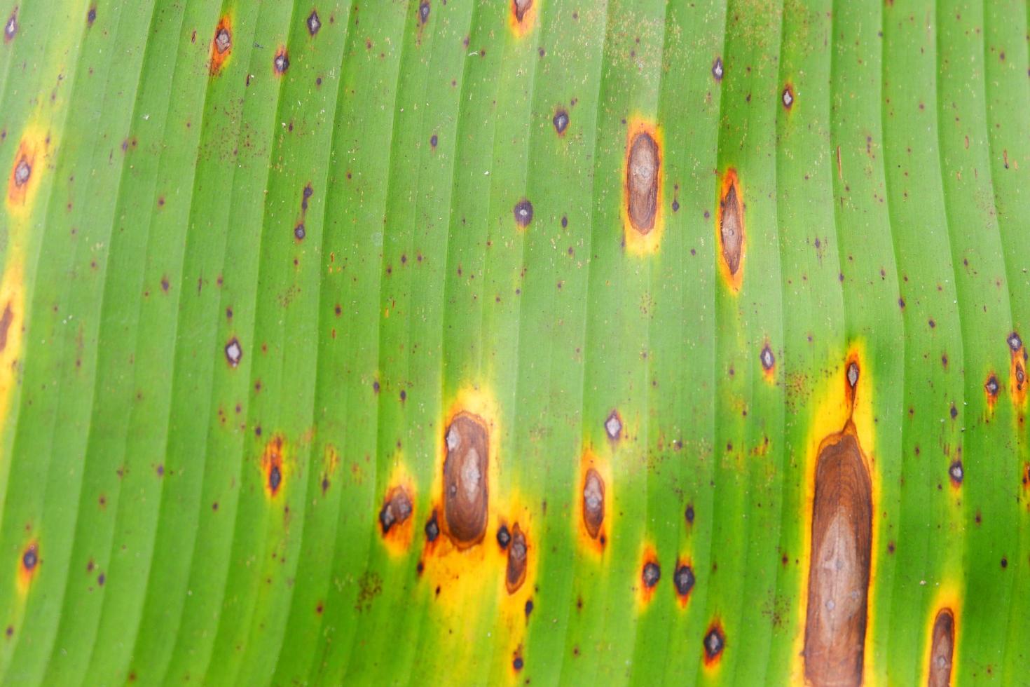 Cerrar textura de fondo de hoja de plátano foto