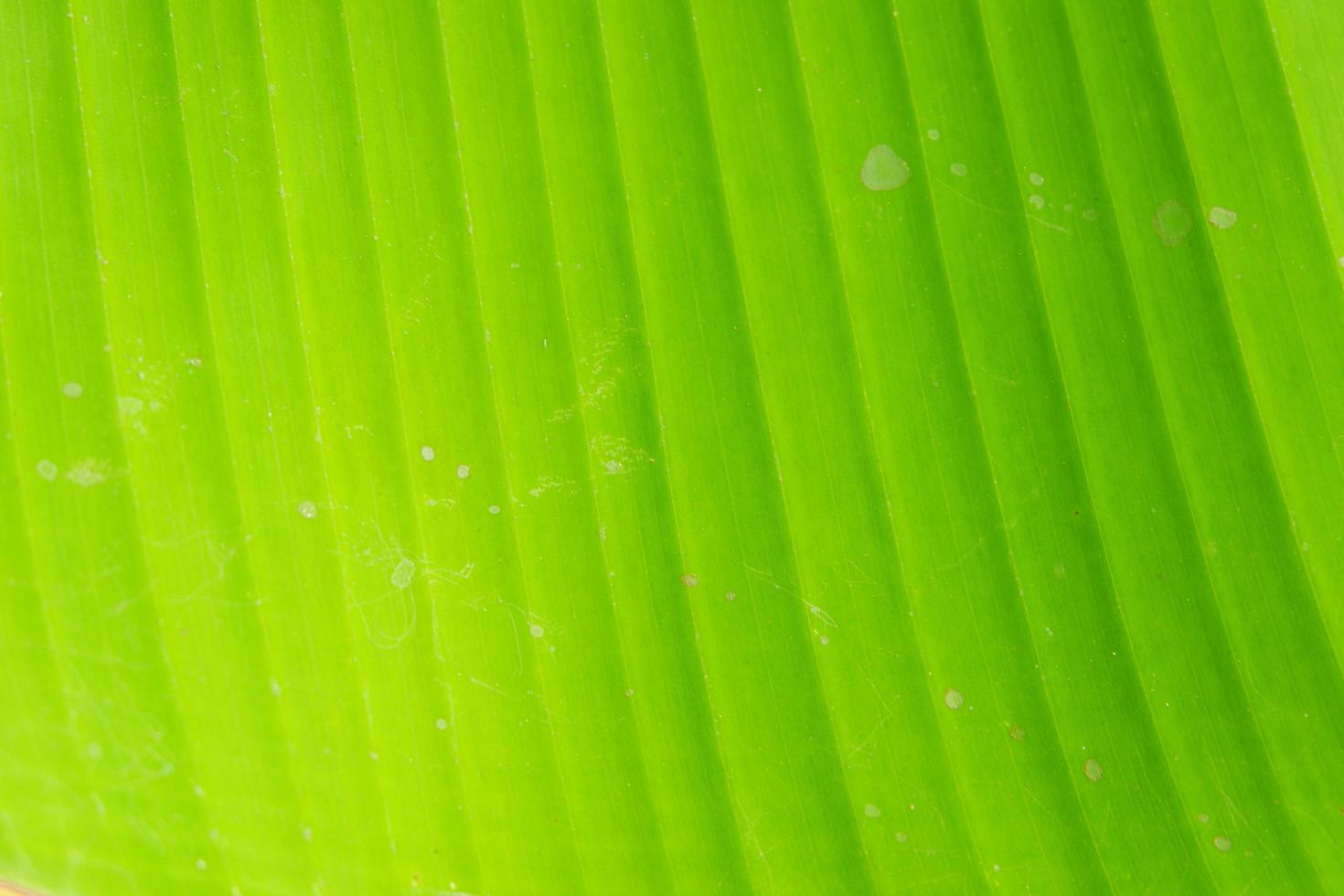 Close up banana leaf background texture photo