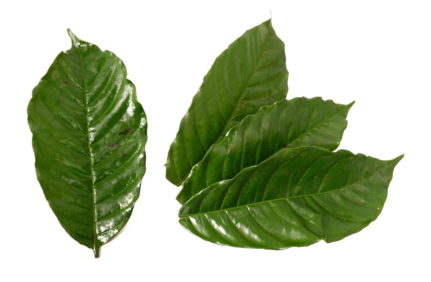 Coffee leaf isolated on a white background photo