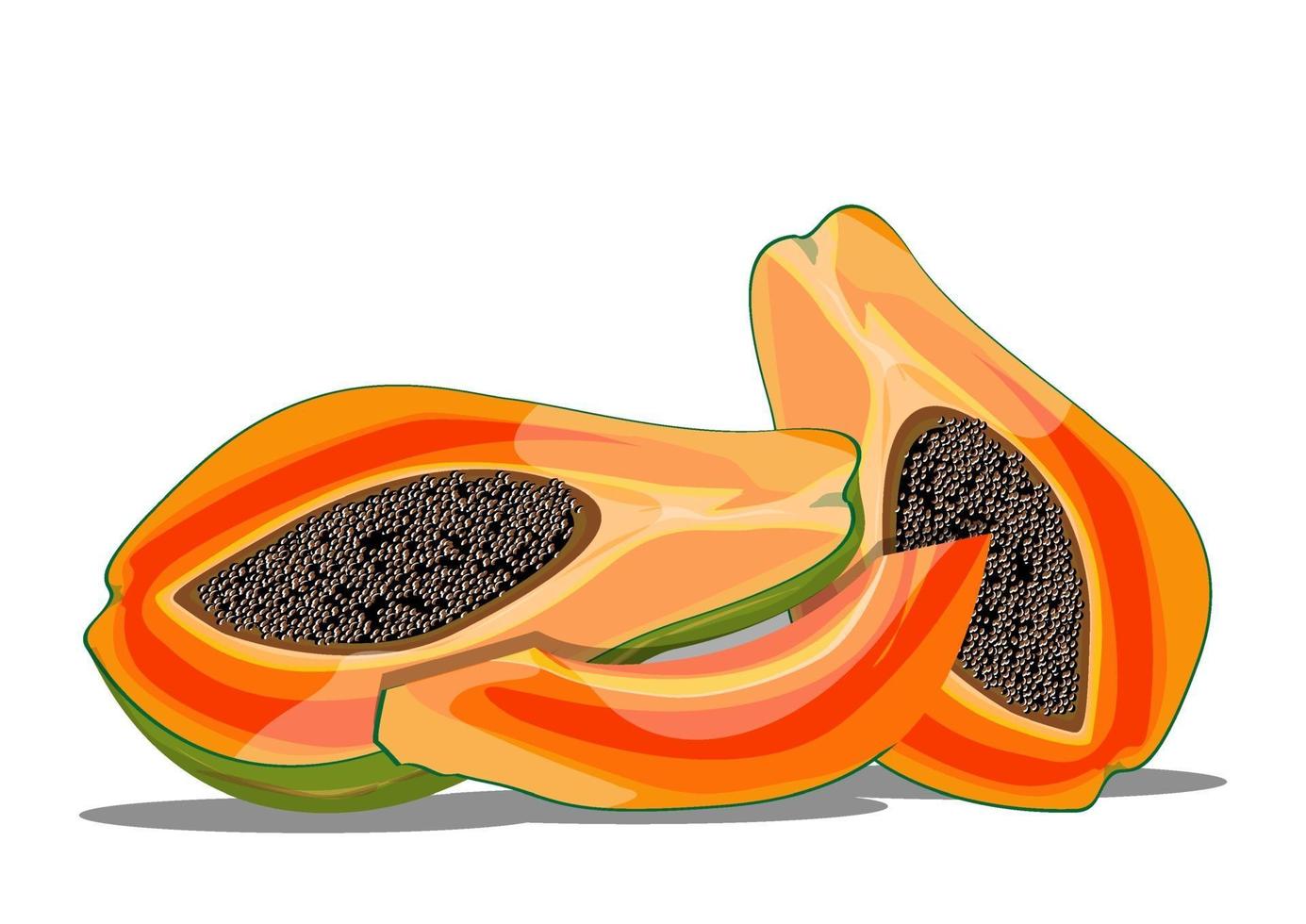 dibujo vectorial de ilustración de fruta de papaya fresca vector