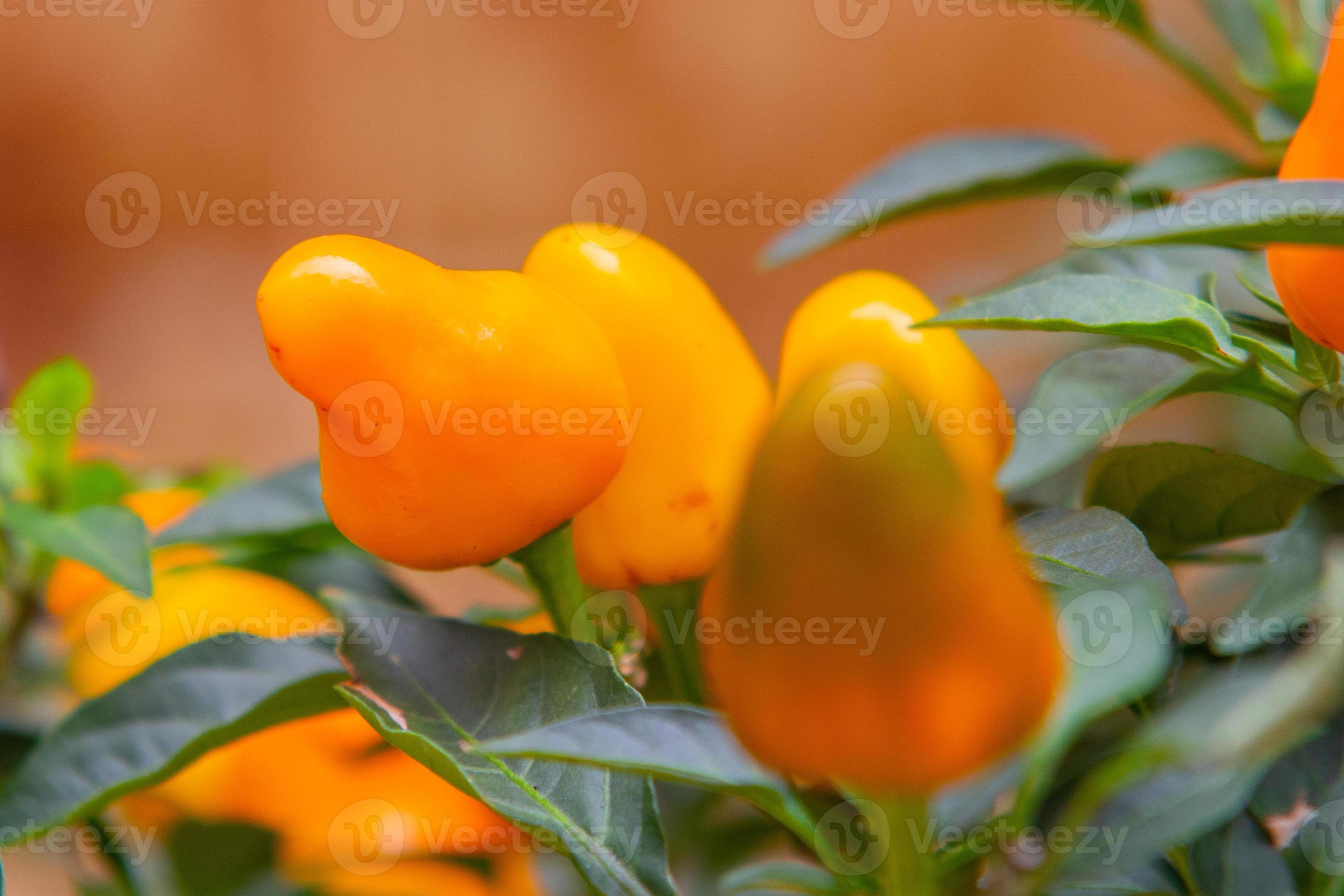 Yellow cumari pepper with green leaves around in Rio de Janeiro, Brazil