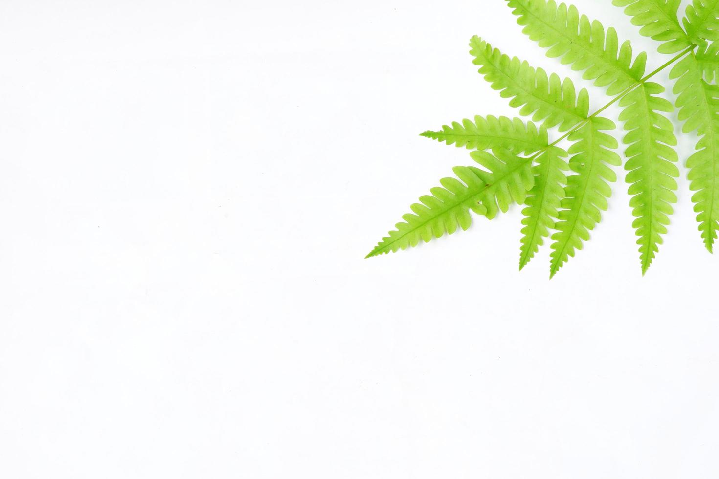 Fern leaf isolated on a white background photo